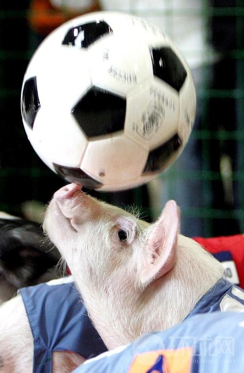 小猪 德国世界杯